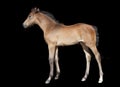Brown foal in front of black background Royalty Free Stock Photo