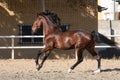 Young gelding of the Lusitano breed galloping in freedom