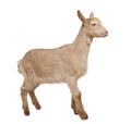 Young brown Goat (2 months old) Royalty Free Stock Photo