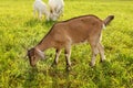 Young brown goat kid grazing, eating grass on a sun lit meadow w Royalty Free Stock Photo