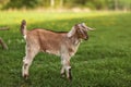 Young brown goat kid on green farm meadow, sun shining in background Royalty Free Stock Photo