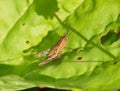 Young brown grasshopper on a green leaf Royalty Free Stock Photo