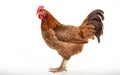 Young brown hen isolated on a white background Royalty Free Stock Photo