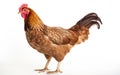Young brown hen isolated on white background Royalty Free Stock Photo