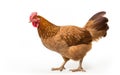 Young brown hen isolated on a white background Royalty Free Stock Photo