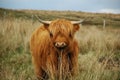 Young brown highland cow Royalty Free Stock Photo