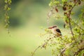 Young Brown-hooded kingfisher on twig