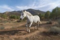 Young brown horse galloping, jumping on the field on a neutral background. Neural network AI generated Royalty Free Stock Photo