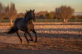 Young brown horse galloping, jumping on the field on a neutral background. Neural network AI generated Royalty Free Stock Photo