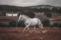 Young brown horse galloping, jumping on the field on a neutral background. Neural network AI generated Royalty Free Stock Photo