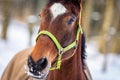 Young brown horse with green halter Royalty Free Stock Photo