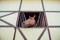 Horse head look out from stall Royalty Free Stock Photo