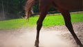 Young brown horse with obstinate character runs in the paddock