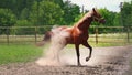 Young brown horse with obstinate character runs in the paddock