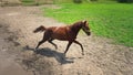 Young brown horse with obstinate character runs in the paddock