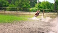 Young brown horse with obstinate character runs in the paddock