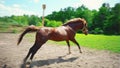 Young brown horse with obstinate character runs in the paddock