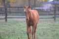 Beautifully groomed young horses on a green pasture. Royalty Free Stock Photo