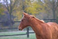 Beautifully groomed young horses on a green pasture. Royalty Free Stock Photo