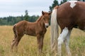 Brown Icelandic horse foal standing close to its mothers rear e Royalty Free Stock Photo