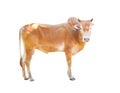 Young brown male cow isolated on white background with clipping path Royalty Free Stock Photo