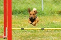 A young brown mixed breed dog learns to jump over obstacles in agility training. Age 2 years