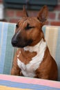 Young brown Miniature Bull Terrier