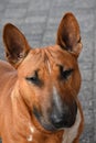 Young brown Miniature Bull Terrierr