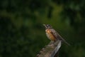 Young American Robin bird on wood ramp railing under heavy rain Royalty Free Stock Photo