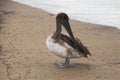 Young brown pelican Galapagos Islands on Espanola Island, Ecuador Royalty Free Stock Photo