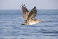 Brown Pelican in Flight Royalty Free Stock Photo
