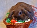 Young brown rabbit with flappy ears, sitting in easter egg nest