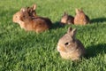 Young brown rabbits on green grass Royalty Free Stock Photo