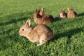 Young brown rabbits on green grass Royalty Free Stock Photo