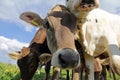 Young brown and Simmental cows