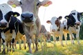 Young brown and Simmental cows