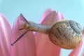 A young brown snail on a Barberton daisy beautiful light pink flower paddles.