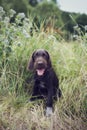 Young brown solid puppy of Bohemian Wirehaired Pointing griffon Royalty Free Stock Photo