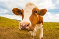 Young brown spotted cow in the mountains. Royalty Free Stock Photo