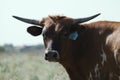 Young brown spotted Texas longhorn cow face closeup