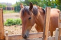 A young stallion behind a fence in the corral. A beautiful horse. Farm animals, work and care Royalty Free Stock Photo