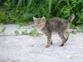 Young brown tabby cat playing on gravel