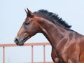 Young brown trakehner horse