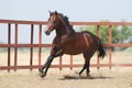 Young brown trakehner horse