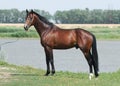 Young brown trakehner horse