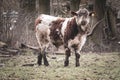 Young brown and white bull looks curiously into the camera Royalty Free Stock Photo