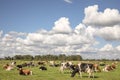 Young brown and white cow does moo with her head uplifted