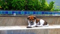 Young brown and white dog resting on poolside steps with green shrubs