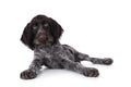 German wirehaired pointer on white background Royalty Free Stock Photo