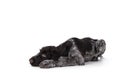 German wirehaired pointer on white background Royalty Free Stock Photo